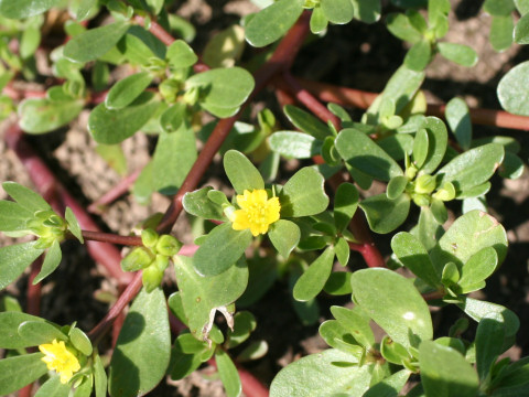 Portulaca oleracea