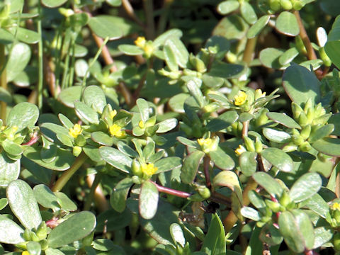 Portulaca oleracea