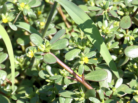 Portulaca oleracea