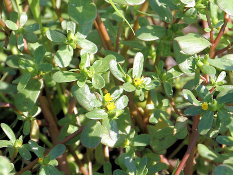 Portulaca oleracea