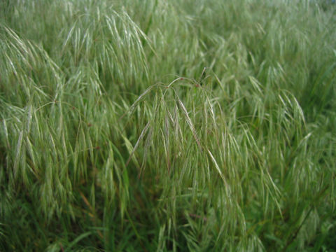 Bromus japonicus