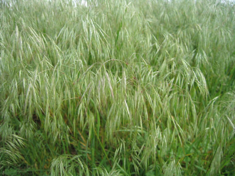 Bromus japonicus