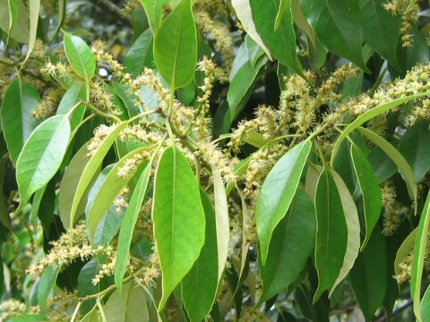 Castanopsis sieboldii