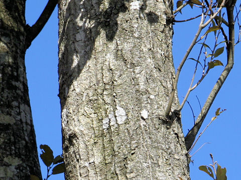 Castanopsis sieboldii