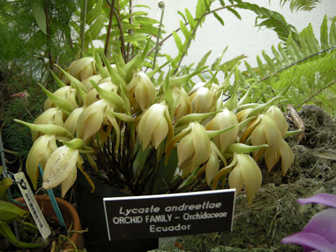 Sudamerlycaste andreettae