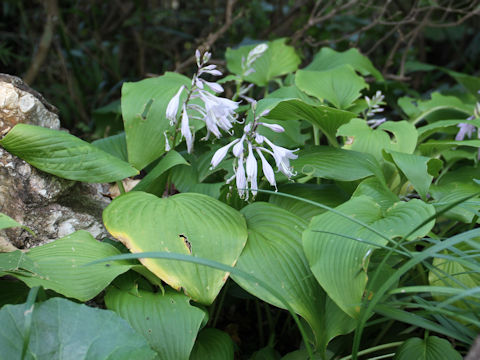 Hosta kikuti var. polyneuron