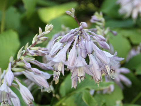 Hosta kikuti var. polyneuron