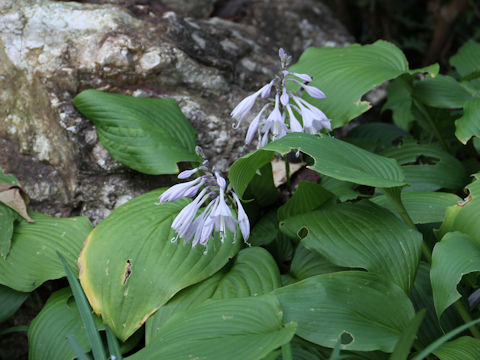 Hosta kikuti var. polyneuron