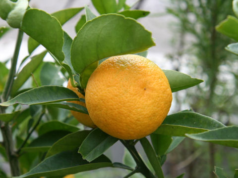 Citrus sudachi