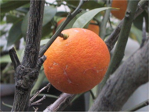 Citrus sudachi