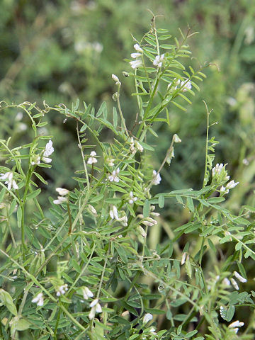 Vicia hirsuta