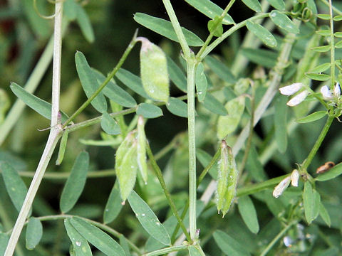 Vicia hirsuta