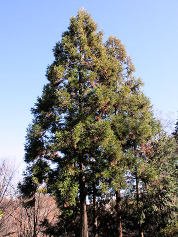 Cryptomeria japonica