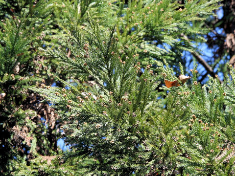 Cryptomeria japonica