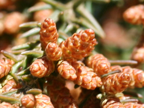 Cryptomeria japonica