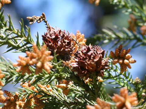 Cryptomeria japonica