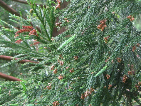 Cryptomeria japonica