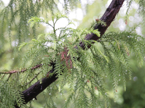 Cryptomeria japonica