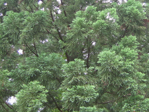 Cryptomeria japonica