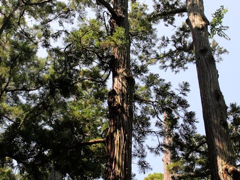 Cryptomeria japonica