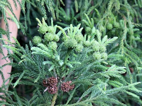 Cryptomeria japonica