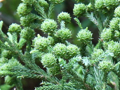 Cryptomeria japonica