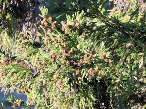 Cryptomeria japonica