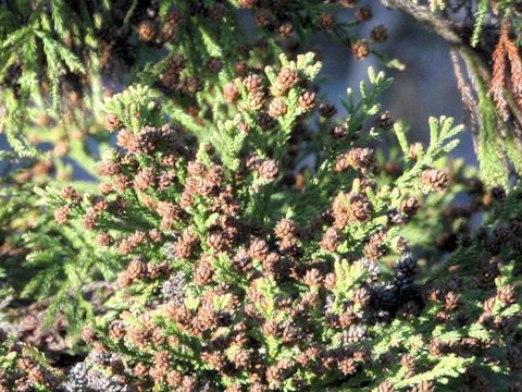 Cryptomeria japonica