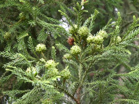 Cryptomeria japonica