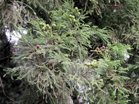 Cryptomeria japonica