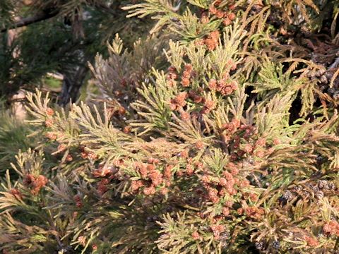 Cryptomeria japonica