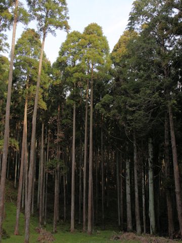 Cryptomeria japonica