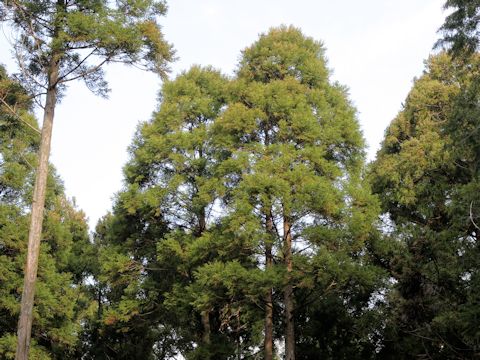 Cryptomeria japonica