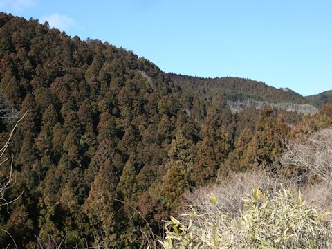 Cryptomeria japonica