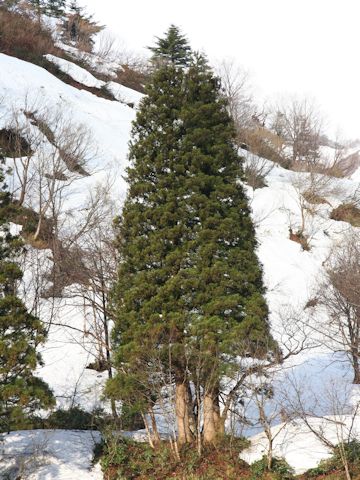 Cryptomeria japonica