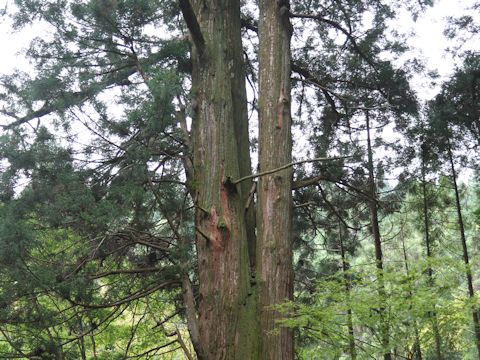 Cryptomeria japonica