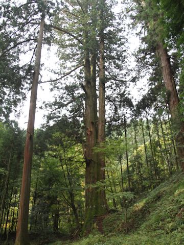 Cryptomeria japonica