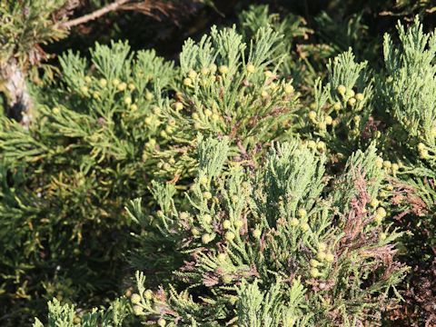 Cryptomeria japonica