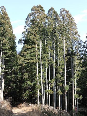 Cryptomeria japonica