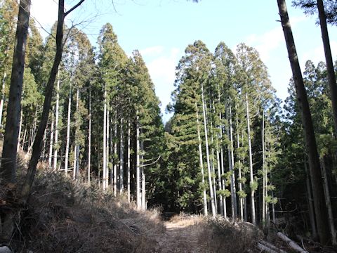 Cryptomeria japonica