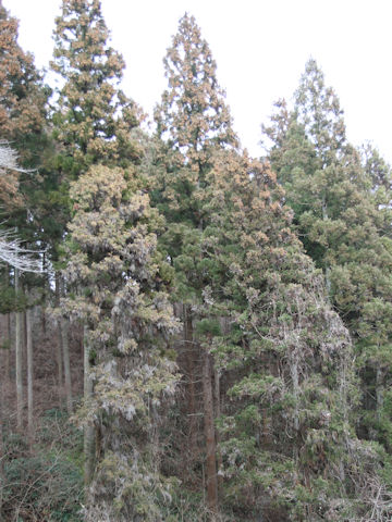 Cryptomeria japonica