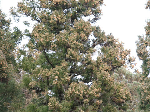 Cryptomeria japonica