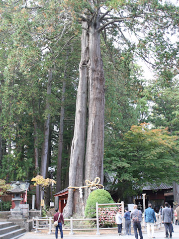 Cryptomeria japonica