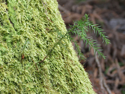 Cryptomeria japonica