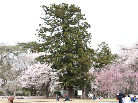 Cryptomeria japonica