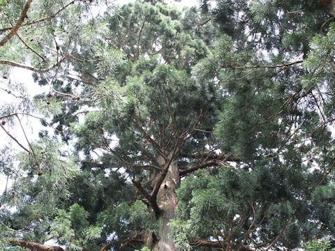 Cryptomeria japonica