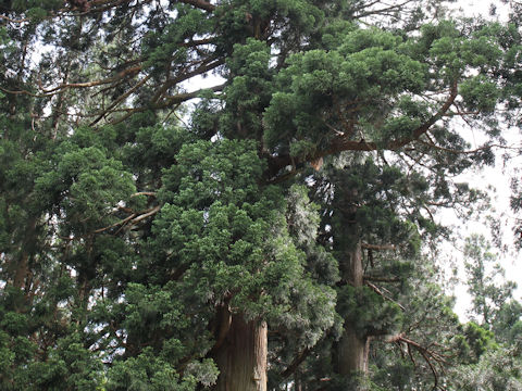 Cryptomeria japonica