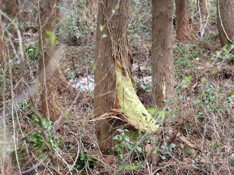 Cryptomeria japonica