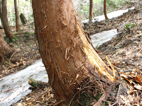 Cryptomeria japonica