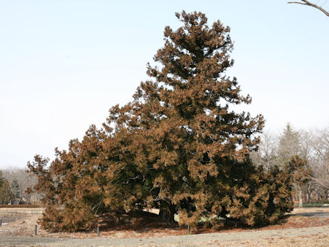 Cryptomeria japonica